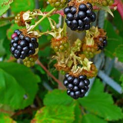 Rubus fruticosus Dirksen